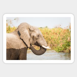 African Bush Elephant Feeding In River Sticker